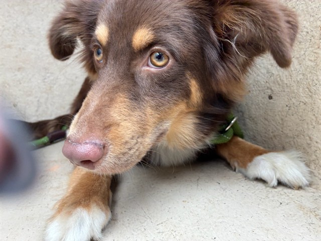 Adoptable Dog