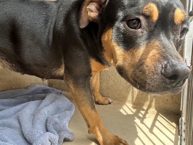 Adoptable Dog