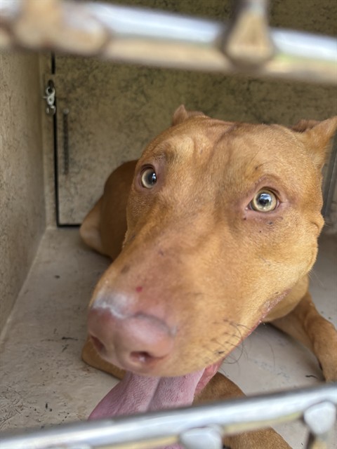 Adoptable Dog