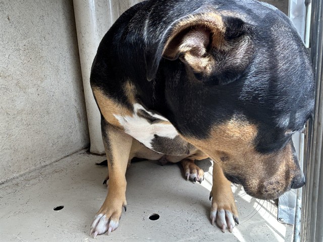 Adoptable Dog