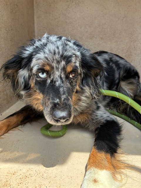 Adoptable Dog