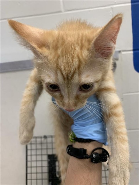 Adoptable Cat
