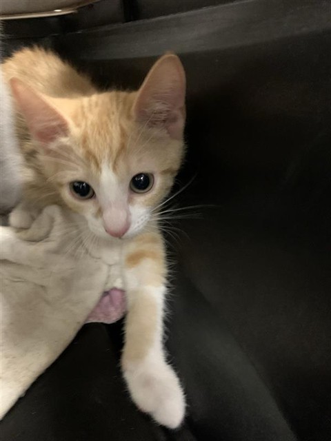 Adoptable Cat
