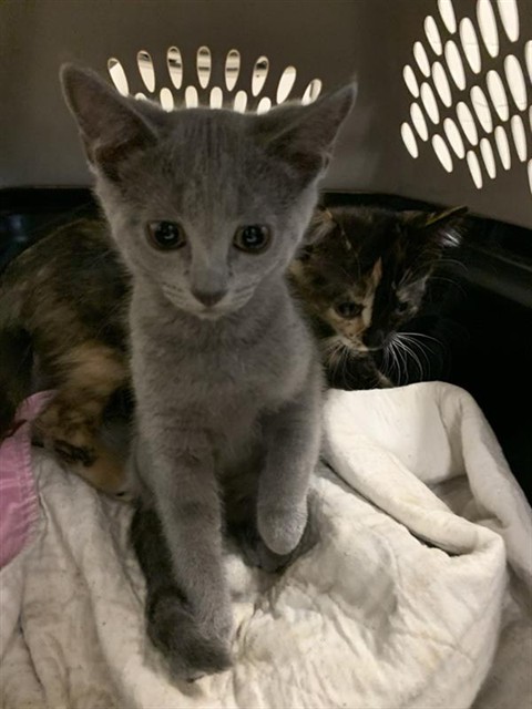 Adoptable Cat