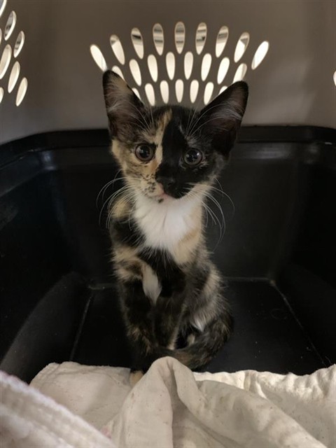 Adoptable Cat