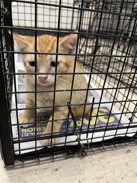 Adoptable Cat