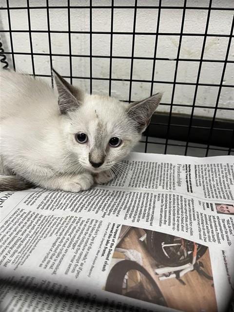 Adoptable Cat