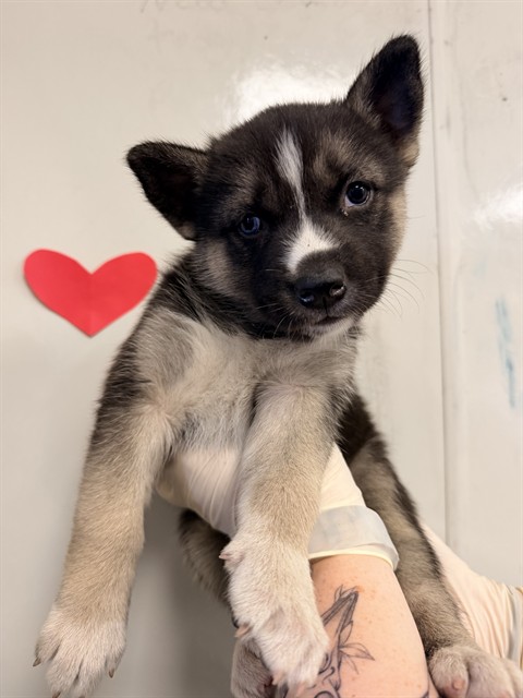 Fiona - Needs A Foster