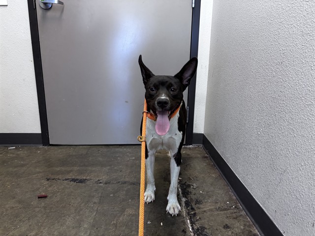 Mia