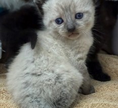 Simon