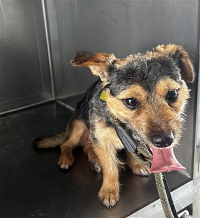 Adoptable Dog