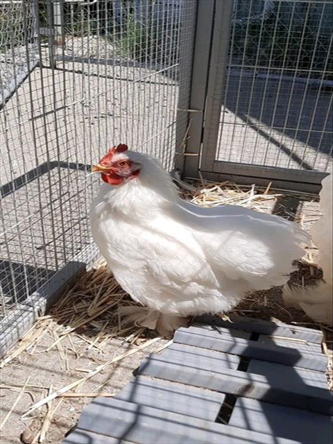 Henrietta