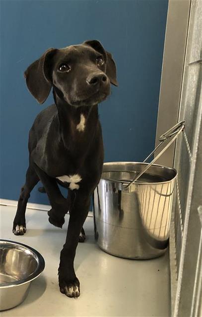 Adoptable Dog