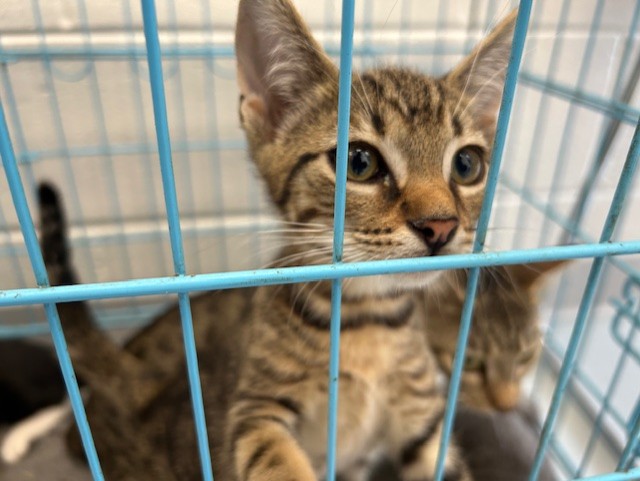 Adoptable Cat