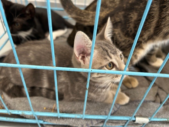 Adoptable Cat