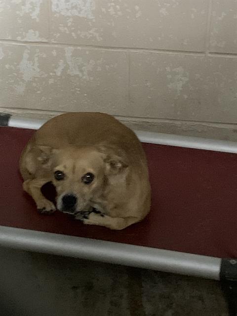 Adoptable Dog