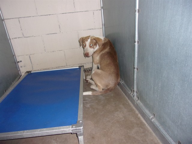 Adoptable Dog