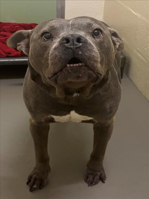 Dozer