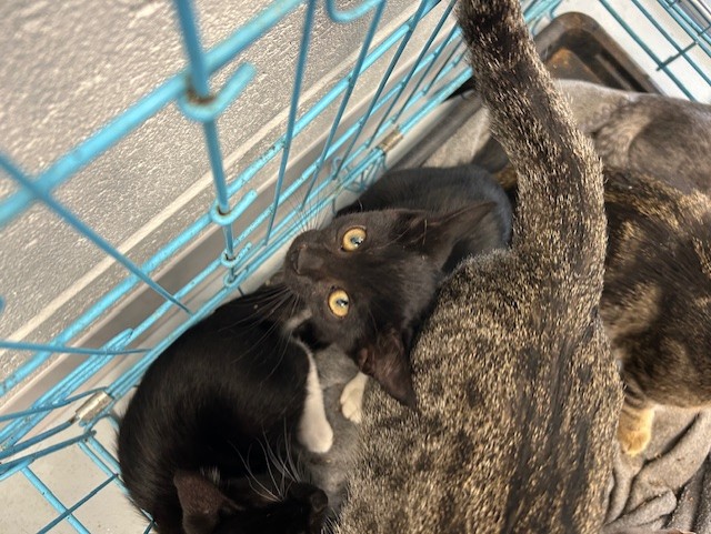 Adoptable Cat
