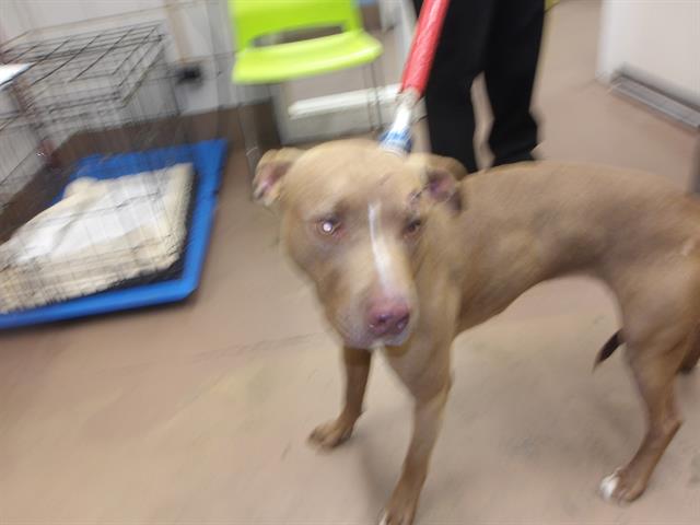 Adoptable Dog