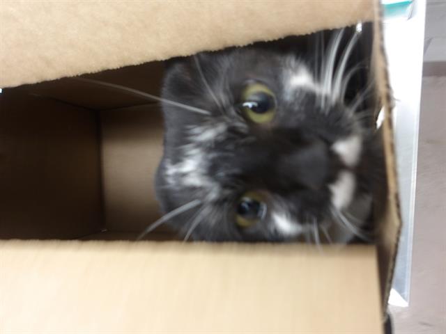 Adoptable Cat