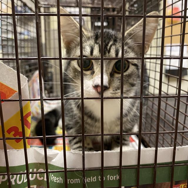 Adoptable Cat