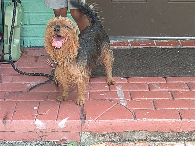 Adoptable Dog