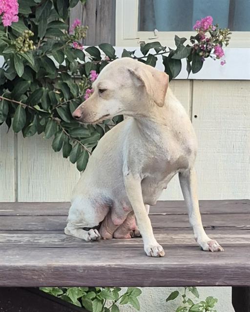 Adoptable Dog