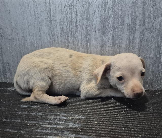 Adoptable Dog