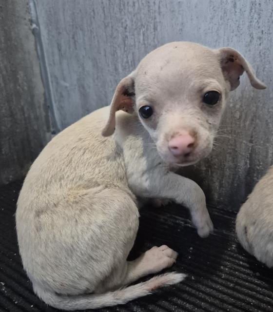 Adoptable Dog
