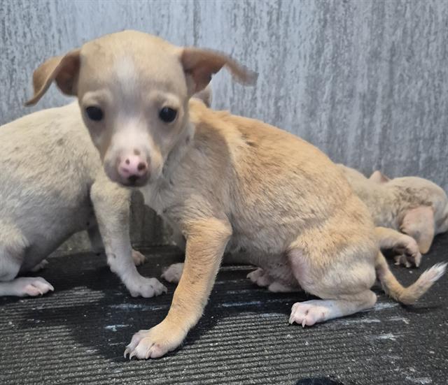 Adoptable Dog