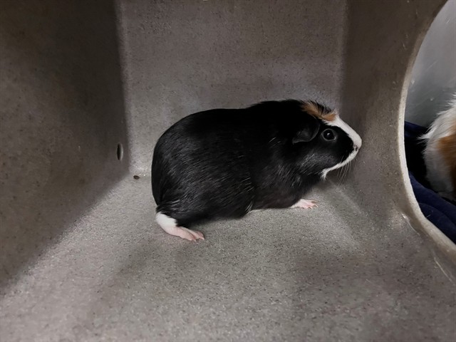 Adoptable Other