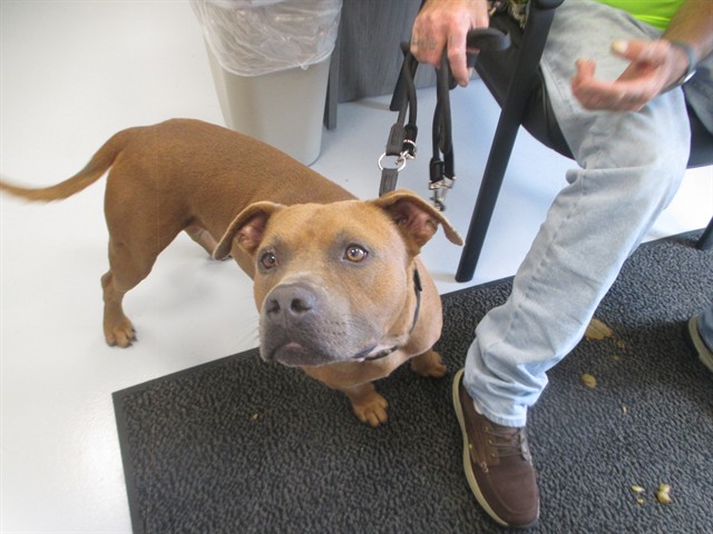 Adoptable Dog
