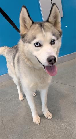 Adoptable pet