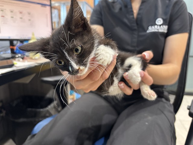 Tuxie