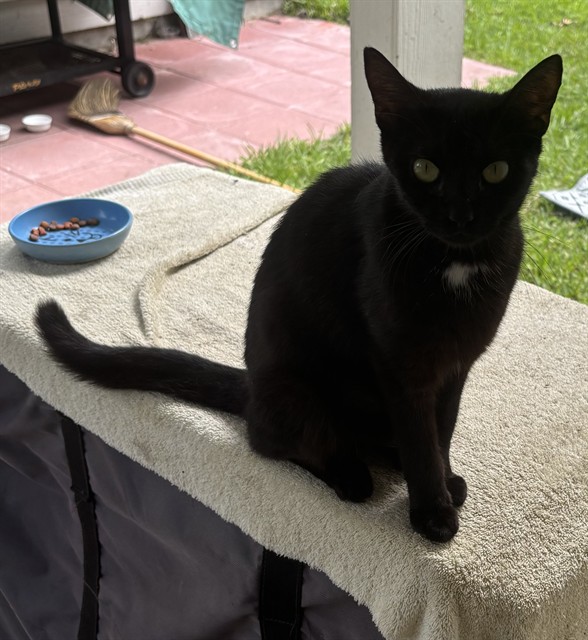Adoptable Cat