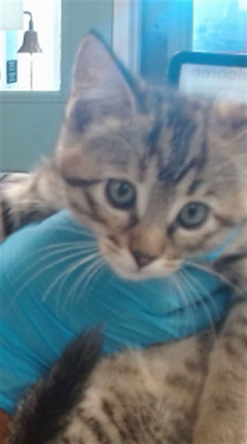 Adoptable Cat
