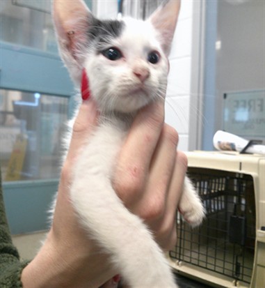 Adoptable Cat