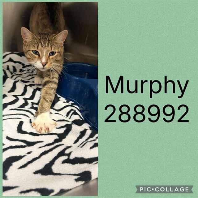 Murphy