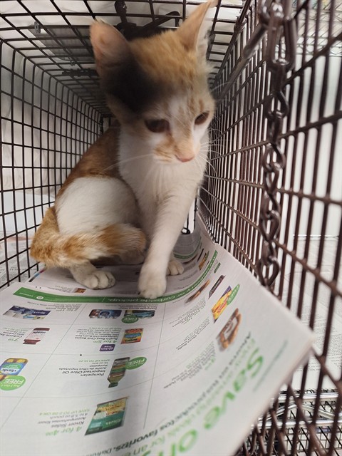 Adoptable Cat