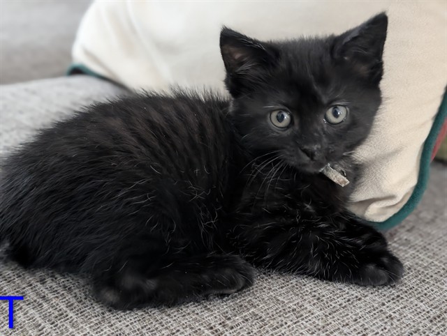 Tina