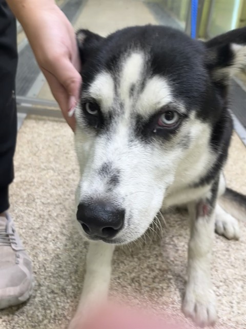 Shelter Staff Named Me *Cinna