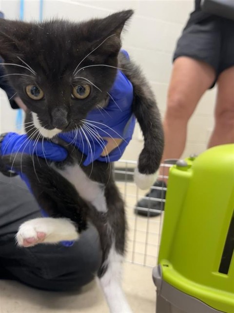 Adoptable Cat