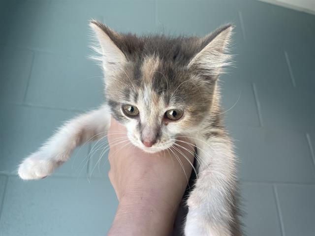 Hazel