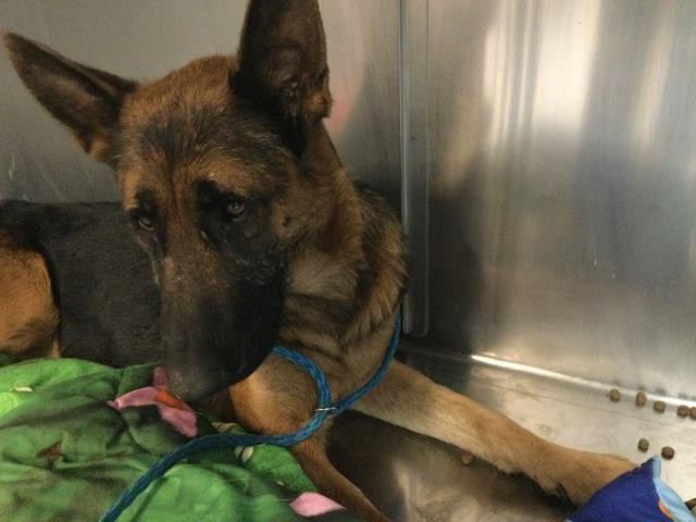 Adoptable Dog