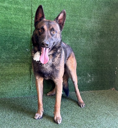 Adoptable Dog