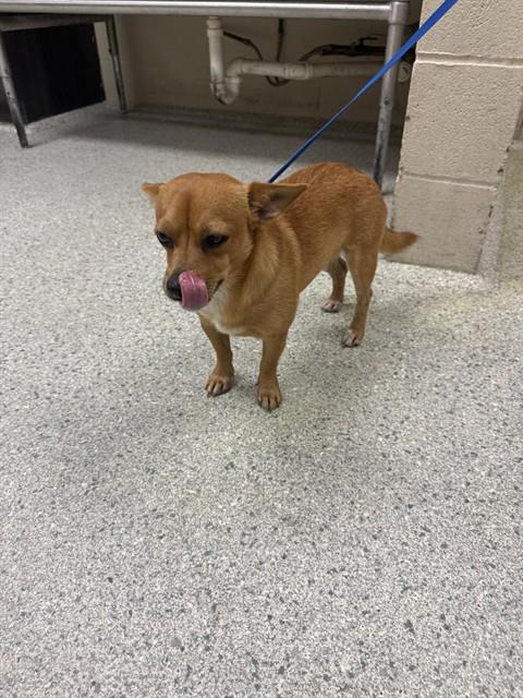 Adoptable Dog