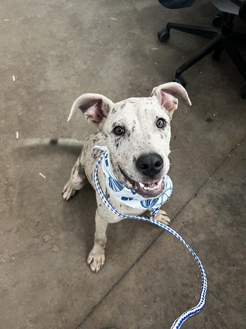 Piper