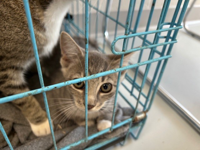 Adoptable Cat