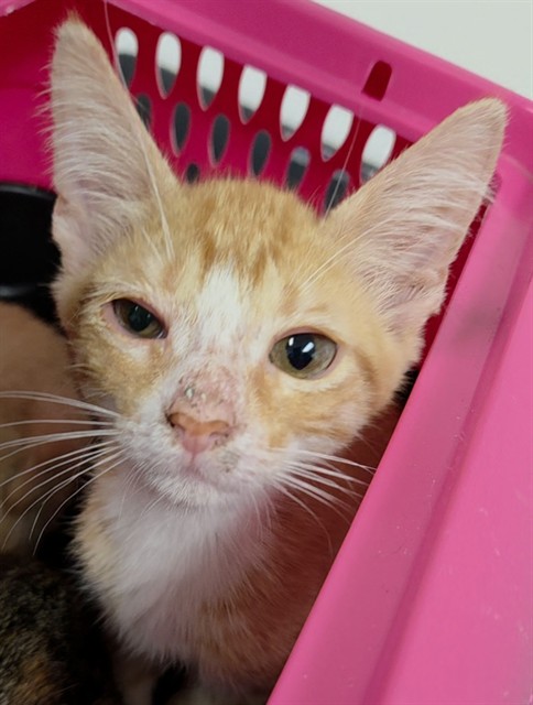 Adoptable Cat